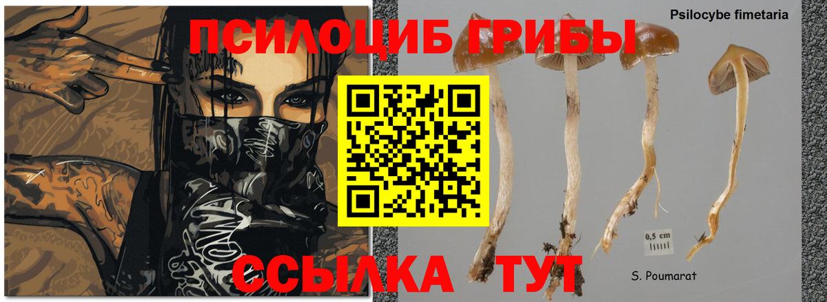 Псилоцибиновые грибы MAGIC MUSHROOMS  Вход с VPN  Миллерово  Псилоцибиновые грибы Psilocybe 